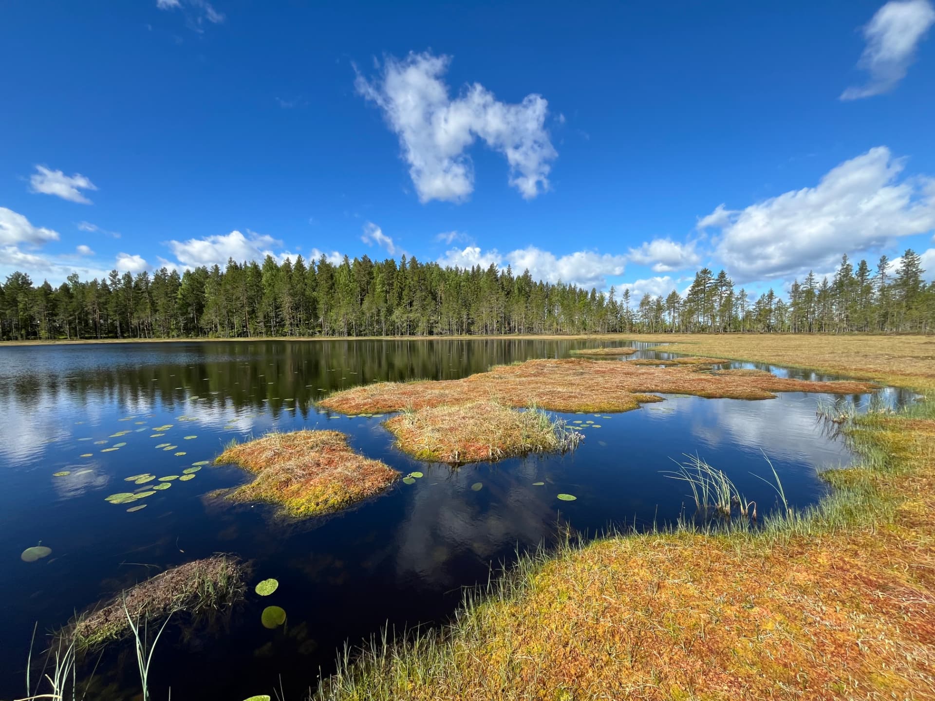 Skogstjärn med rödgula moss-tuvor och näckrosblad framför barrskog