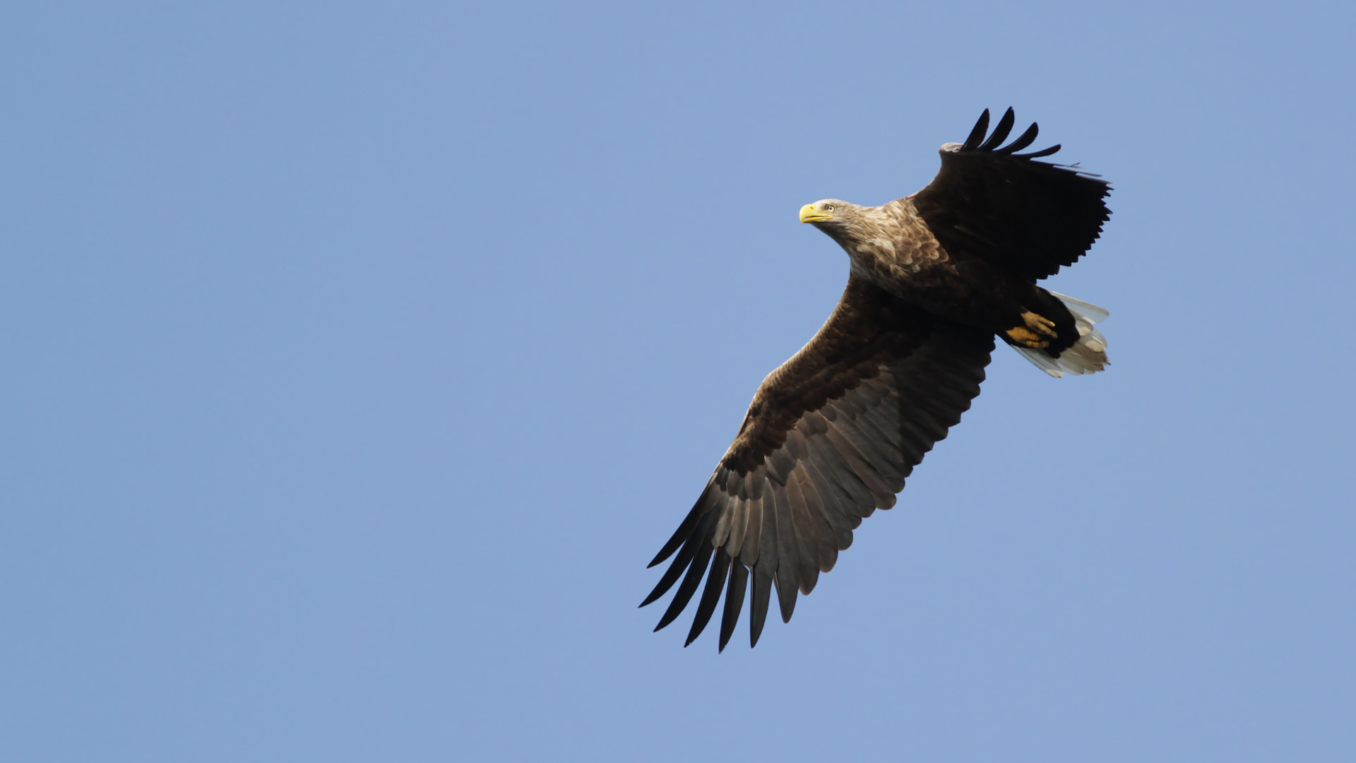 Havsörn i flykt mot klar blå himmel