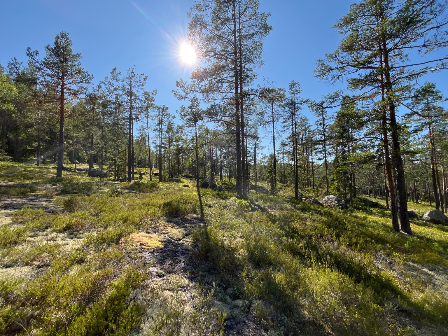 Gles tallskog på hällmark med sol som skiner genom träden under klarblå himmel